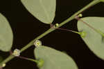 Muscarene Island leaf-flower